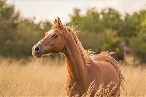 Equitation